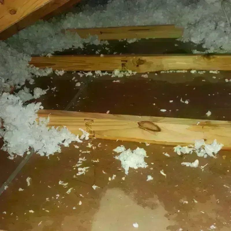 Attic Water Damage in Hall County, GA